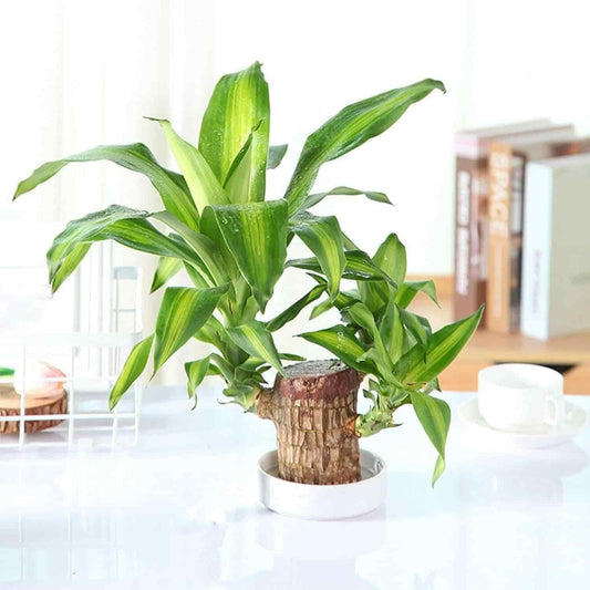 Brazilian Lucky Wood Mini Home Plant Decorations ( Buy 1 Get 2 Free ) (Pack of 3)